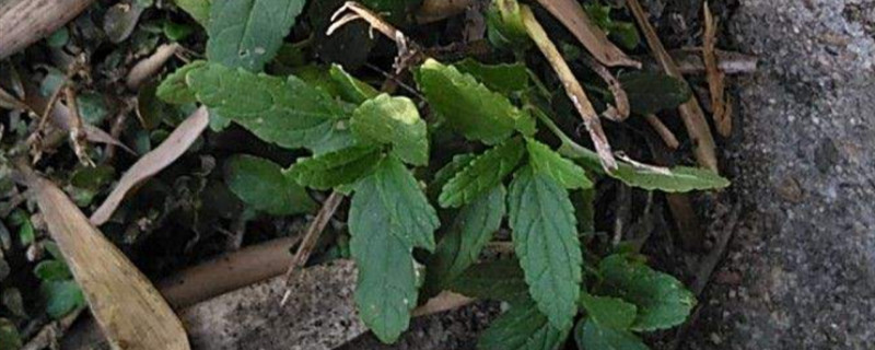 水苏是什么植物 水苏是什么植物