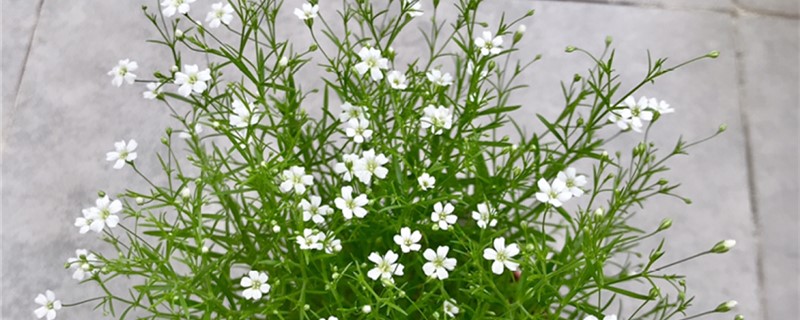 满天星有花粉吗 满天星有花粉吗