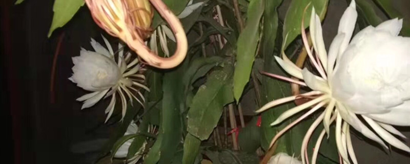 昙花的变化过程和变化原因 昙花的变化过程和变化原因