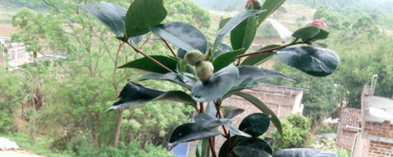五色茶花名字的来历 五色茶花名字的来历