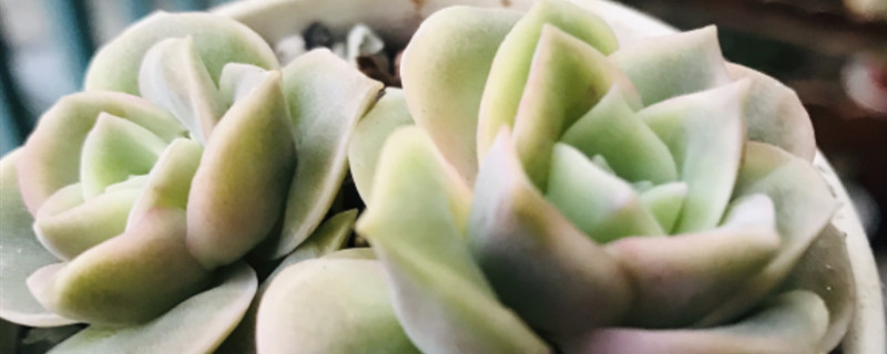 可爱玫瑰多肉能长多大