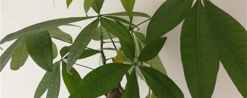 发财树冬天可以换盆吗 发财树冬天可以换盆吗