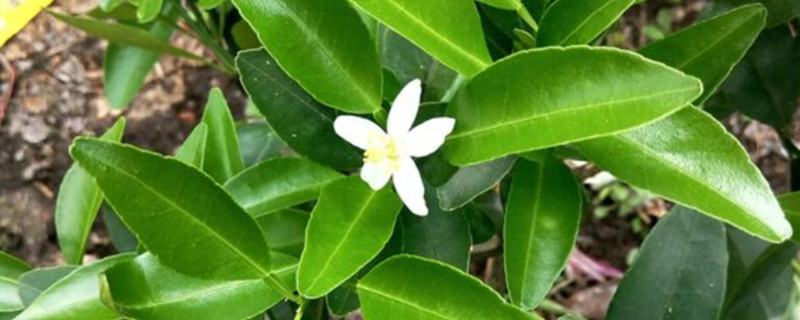 桔子花的颜色和形状
