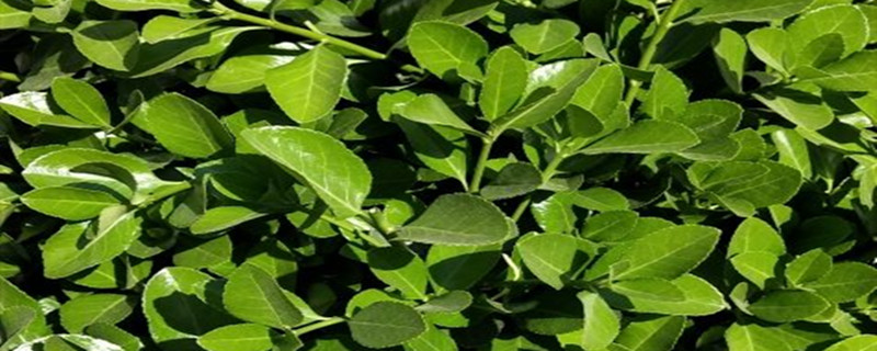 冬青怎么做成干花 冬青怎么做成干花