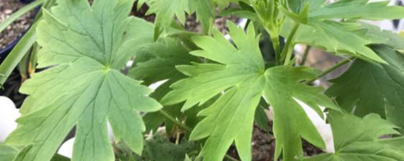 大花飞燕草怎么过冬 大花飞燕草怎么过冬