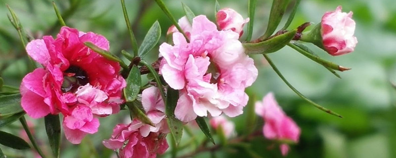 梅花冬天怕冻吗 梅花冬天怕冻吗