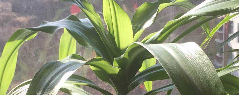 植物放在卧室会不会抢氧气 植物放在卧室会不会抢氧气