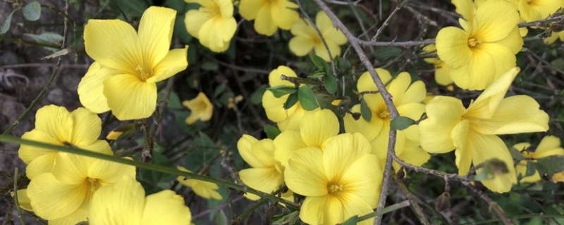 广州的花市是什么样子的? 广州的花市是什么样子的?