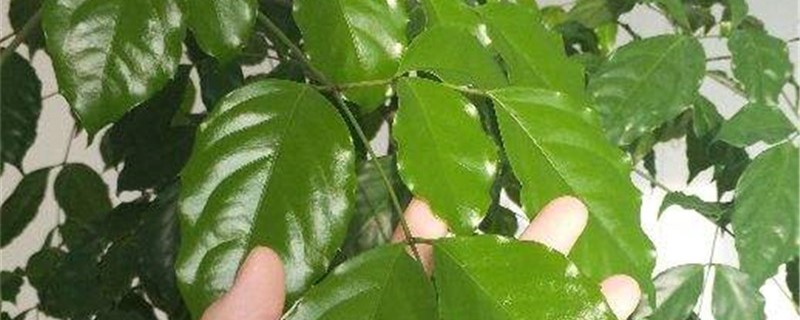 幸福树叶子发黄干枯怎么回事