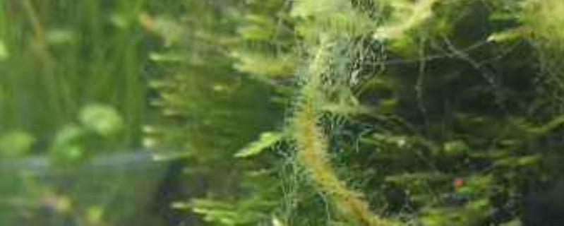 小竹节水草怎么养 小竹节水草怎么养
