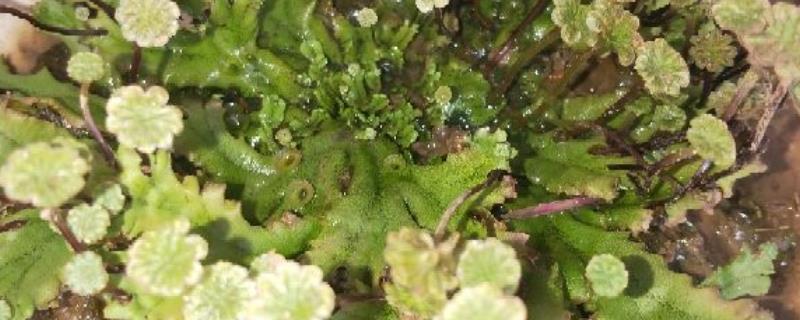 地钱是什么植物 地钱是什么植物