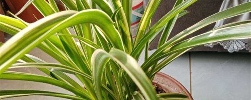 吊兰过冬什么时候剪掉茎枝 吊兰过冬什么时候剪掉茎枝