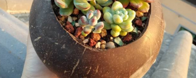 椰子壳花盆会烂吗 椰子壳花盆会烂吗