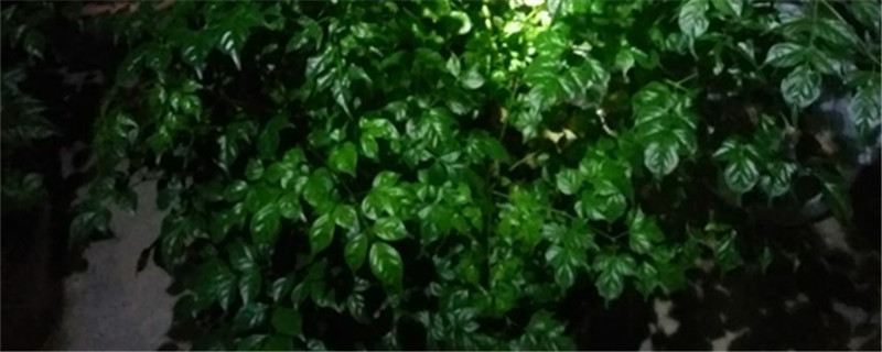 幸福树有虫子用什么药 幸福树有虫子用什么药
