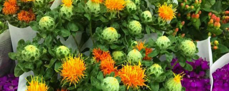 橙菠萝花的功效 橙菠萝花的功效
