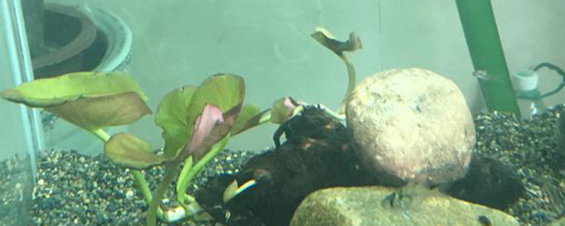 水草红荷根怎么养 水草红荷根怎么养