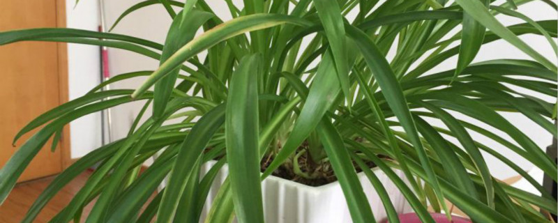 家里最适合养的植物是那些 家里最适合养的植物是那些