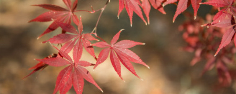 临海茶寮枫叶观赏时间 临海茶寮枫叶观赏时间
