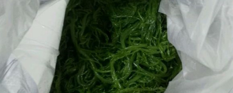 海藻是什么样子的 海藻是什么样子的