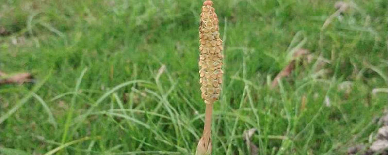 杉菜是什么植物 杉菜是什么植物