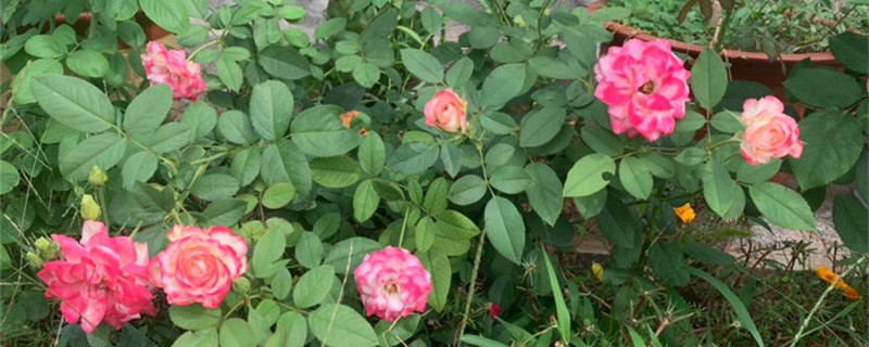 月季怕冻吗 月季怕冻吗