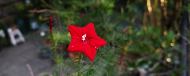 怎样控制茑萝发芽 怎样控制茑萝发芽
