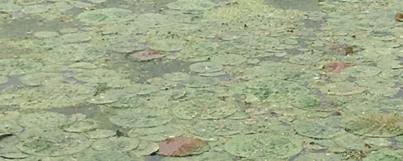 水中人参是什么植物 水中人参是什么植物