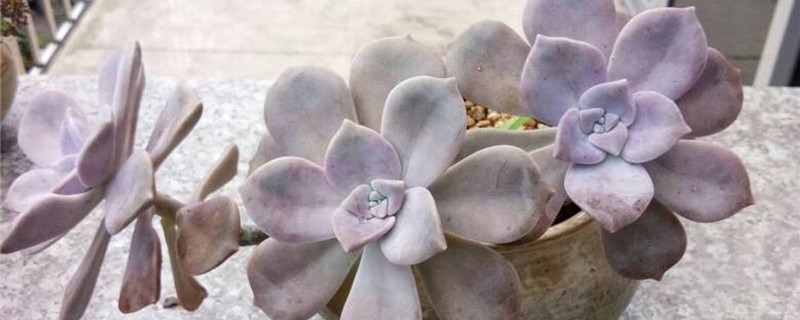 列出多肉植物病虫害防治方法 列出多肉植物病虫害防治方法