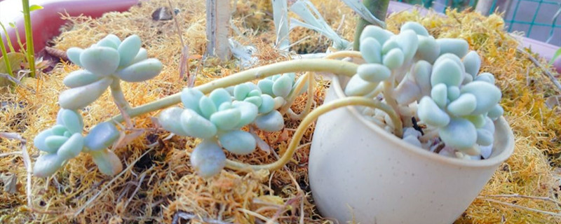 多肉艾伦开花会死吗 多肉艾伦开花会死吗