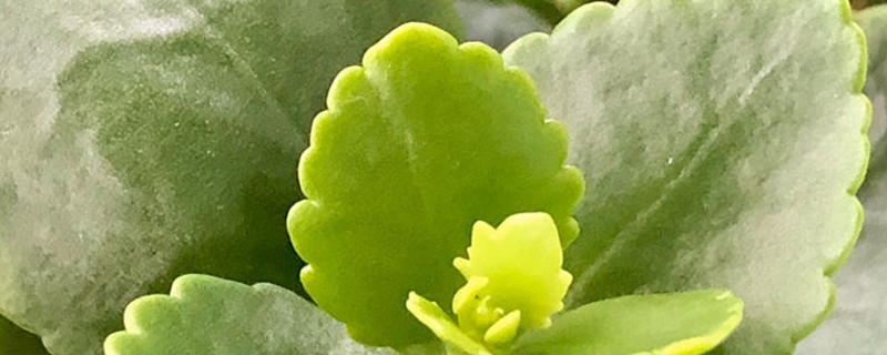 长寿花有毒吗 长寿花有毒吗