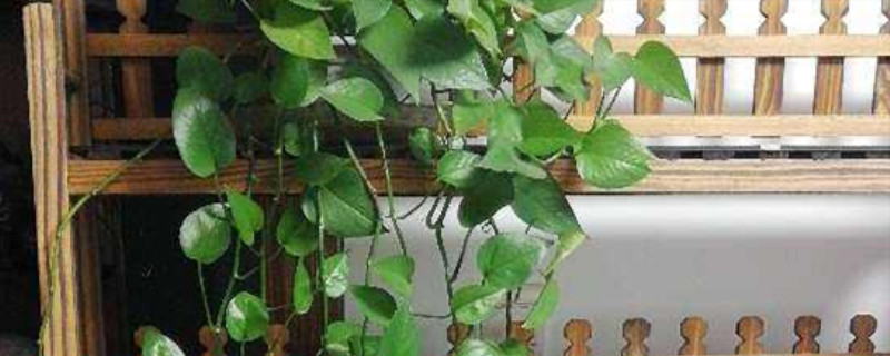 废木条自制花架 废木条自制花架