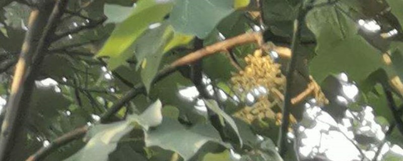 梧桐树在上海代表什么 梧桐树在上海代表什么