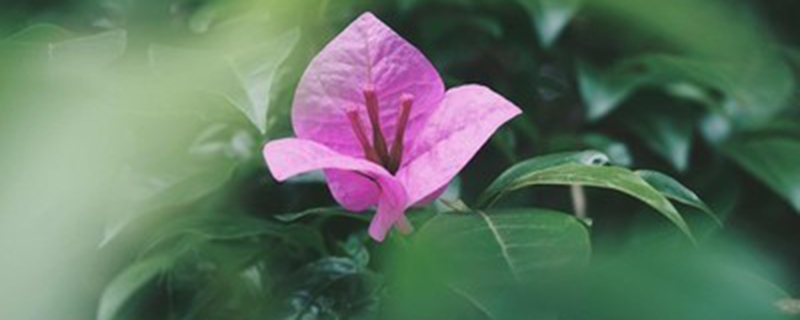 深圳市市花簕杜鹃花语 深圳市市花簕杜鹃花语