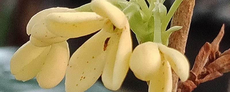 桂花的大小 桂花的大小