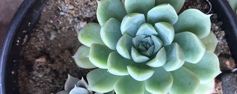 白月影怎么繁殖 白月影怎么繁殖
