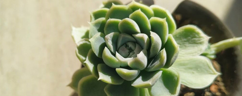 白月影怕冻吗 白月影怕冻吗