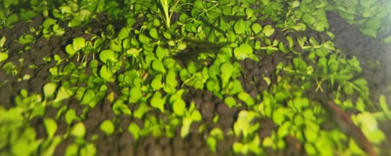 水草种子必须要翻缸吗 水草种子必须要翻缸吗