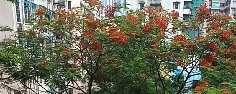 凤凰树的花朵可以干什么 凤凰树的花朵可以干什么