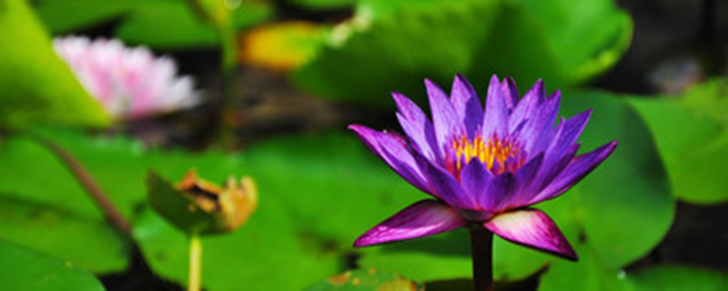 蓝莲花是什么花 蓝莲花是什么花