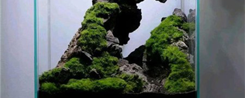 养苔藓对人有害吗 养苔藓对人有害吗