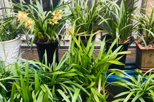 养这花不用土,装进塑料袋喷喷水,竟然越长越好! 养这花不用土,装进塑料袋喷喷水,竟然越长越好!