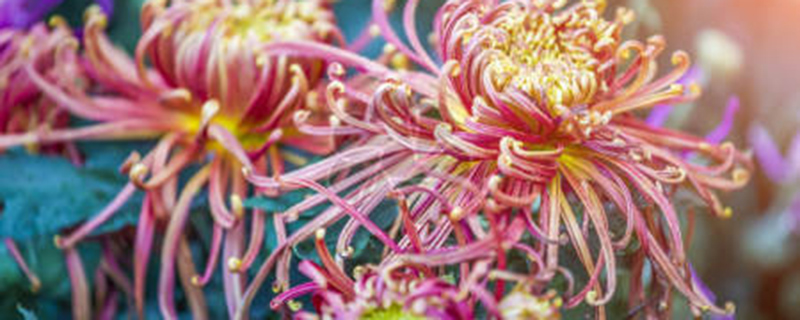 稀有菊花品种的名字 稀有菊花品种的名字