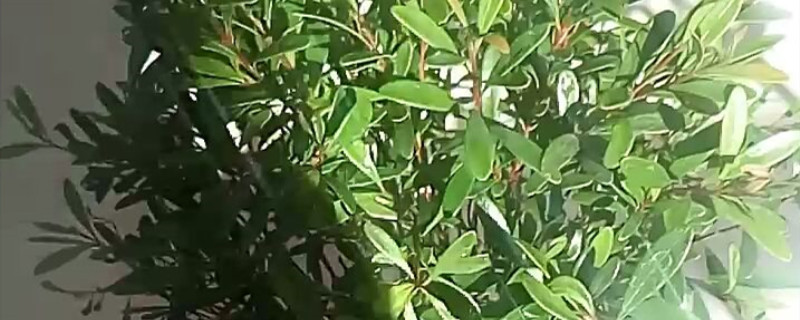 小叶赤楠干枯枝原因 小叶赤楠干枯枝原因