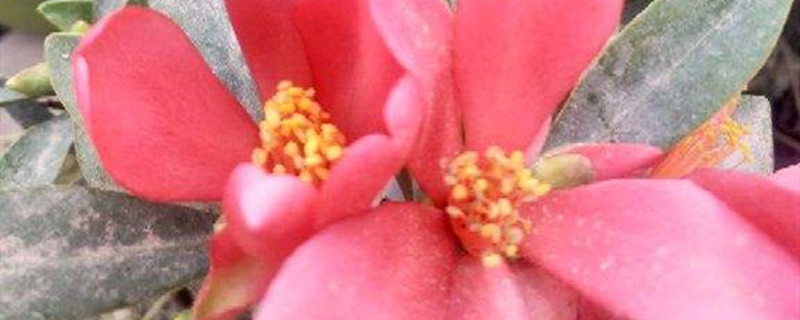 茶梅冬天怕冻吗 茶梅冬天怕冻吗