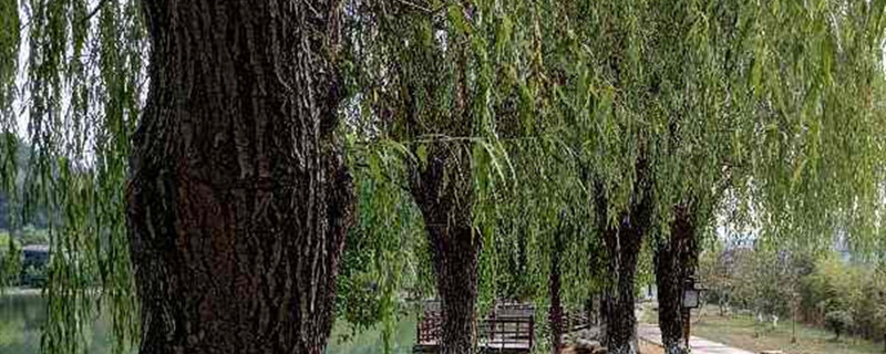 庭院树木种植品种 庭院树木种植品种