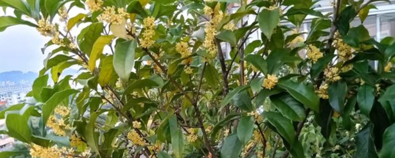 桂树和桂花树有区别吗 桂树和桂花树有区别吗