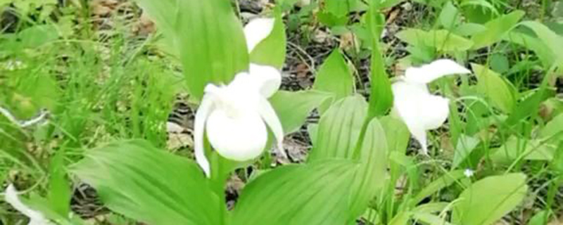 仙履兰的花语 仙履兰的花语