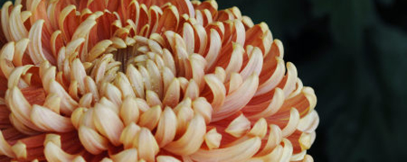 菊花可以干什么 菊花可以干什么
