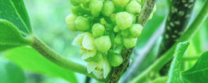 柘木北方叫什么树
