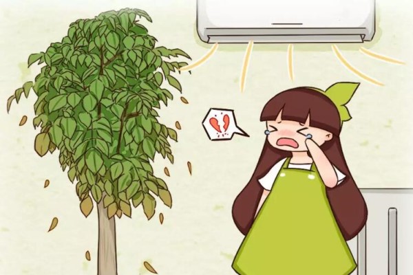 这花得了暖气病,叶子哗哗掉,再不管成光杆了! 这花得了暖气病,叶子哗哗掉,再不管成光杆了!